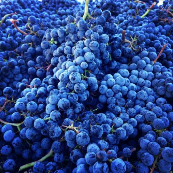Wine Maven | merlot t20 Am2O06